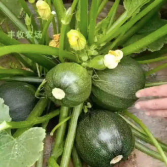 RARE Green Mini Round Zucchini Squash Upo Vegetable Seeds (10 seeds) - Basic Farm House