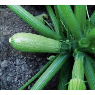 RARE Cuarzo Squash Upo Vegetable Seeds (20 seeds) - Basic Farm House