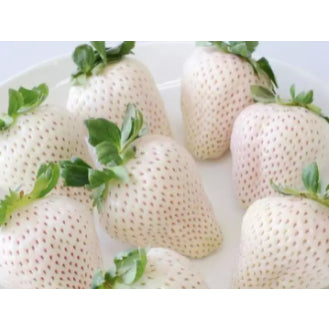 White Strawberry Fruit Vegetable Seeds (200 seeds) - Basic Farm House