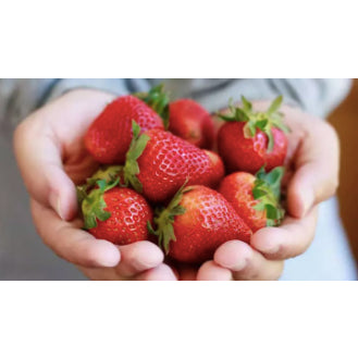 Strawberry Fruit Vegetable Seeds (200 seeds) - Basic Farm House