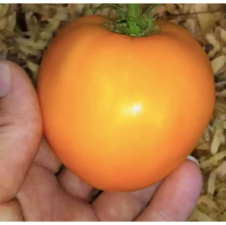 BIG American Golden Jubilee Yellow Orange Tomato Vegetable Seeds (100 seeds) - Basic Farm House