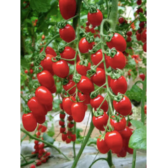 Hybrid Sweet Cherry Millennial Beauty Tomato Vegetable Seeds (100 seeds) - Basic Farm House
