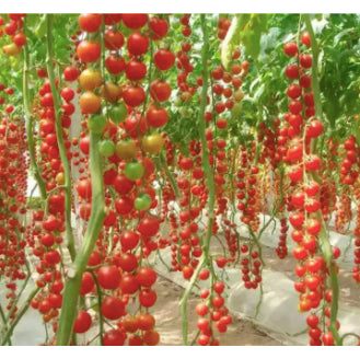 Sweet Cherry Millennial Tomato Vegetable Seeds (80 seeds) - Basic Farm House