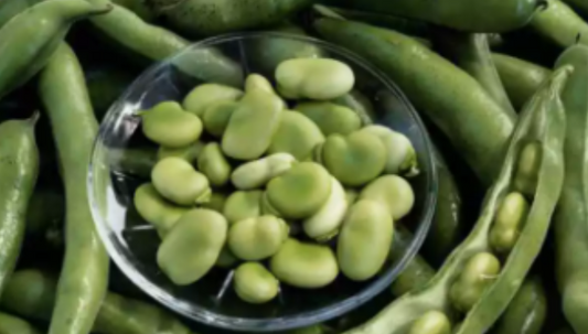 Broad Fava Beans Vegetable Seeds (20 seeds) - Basic Farm House