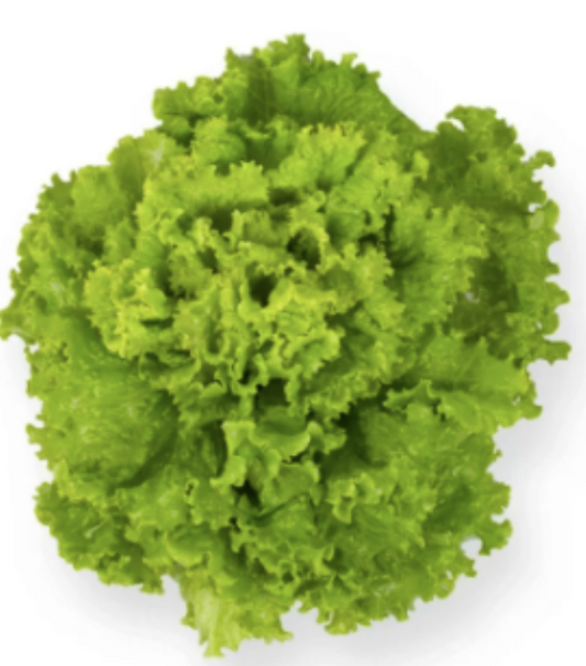 Rapid Green Leaf Lettuce Salad Vegetable Seeds (2000 seeds) - Basic Farm House