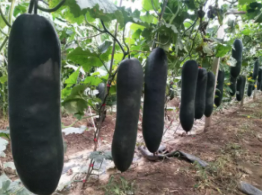Canton Giant Black Winter Melon Vegetable Seeds (30 seeds) - Basic Farm House