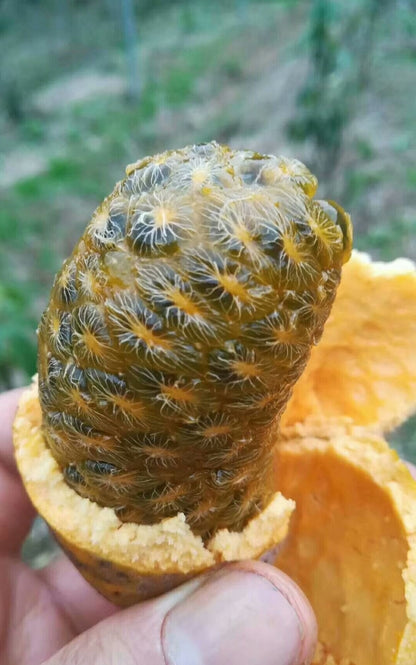 September Yellow Fruit Vegetable Seeds ( 30 seeds ) - Basic Farm House