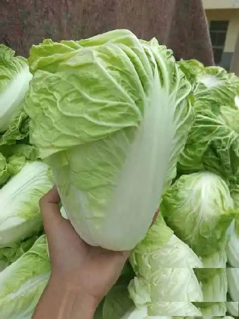 Shandong Chinese Cabbage / Napa Cabbage / Pechay Baguio Vegetable Seeds (1000 seeds) - Basic Farm House