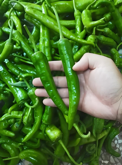 Siling Labuyo Vgetable Seeds ( 100 Seeds ) - Basic Farm House