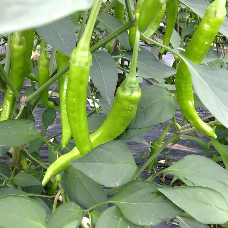 Siling Farm Siling Labuyo Vgetable Seeds ( 100 Seeds ) - Basic Farm House
