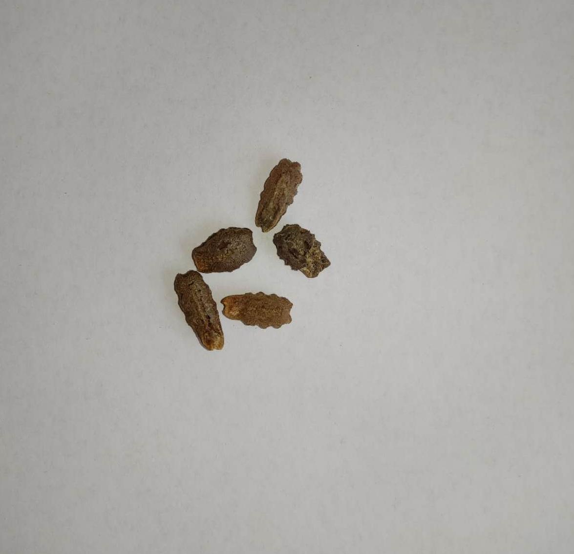 Rare Snake Gourd Bean Vegetable Seeds (4 seeds) - Basic Farm House