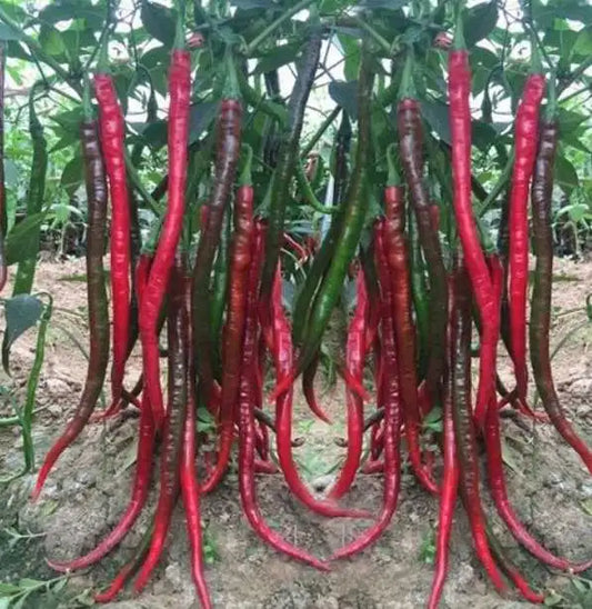 Super Long Red Hot Spicy Chili Pepper Vegetable Seeds ( 400 seeds ) - Basic Farm House