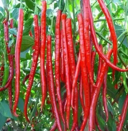 Super Long Red Hot Spicy Chili Pepper Vegetable Seeds ( 400 seeds ) - Basic Farm House