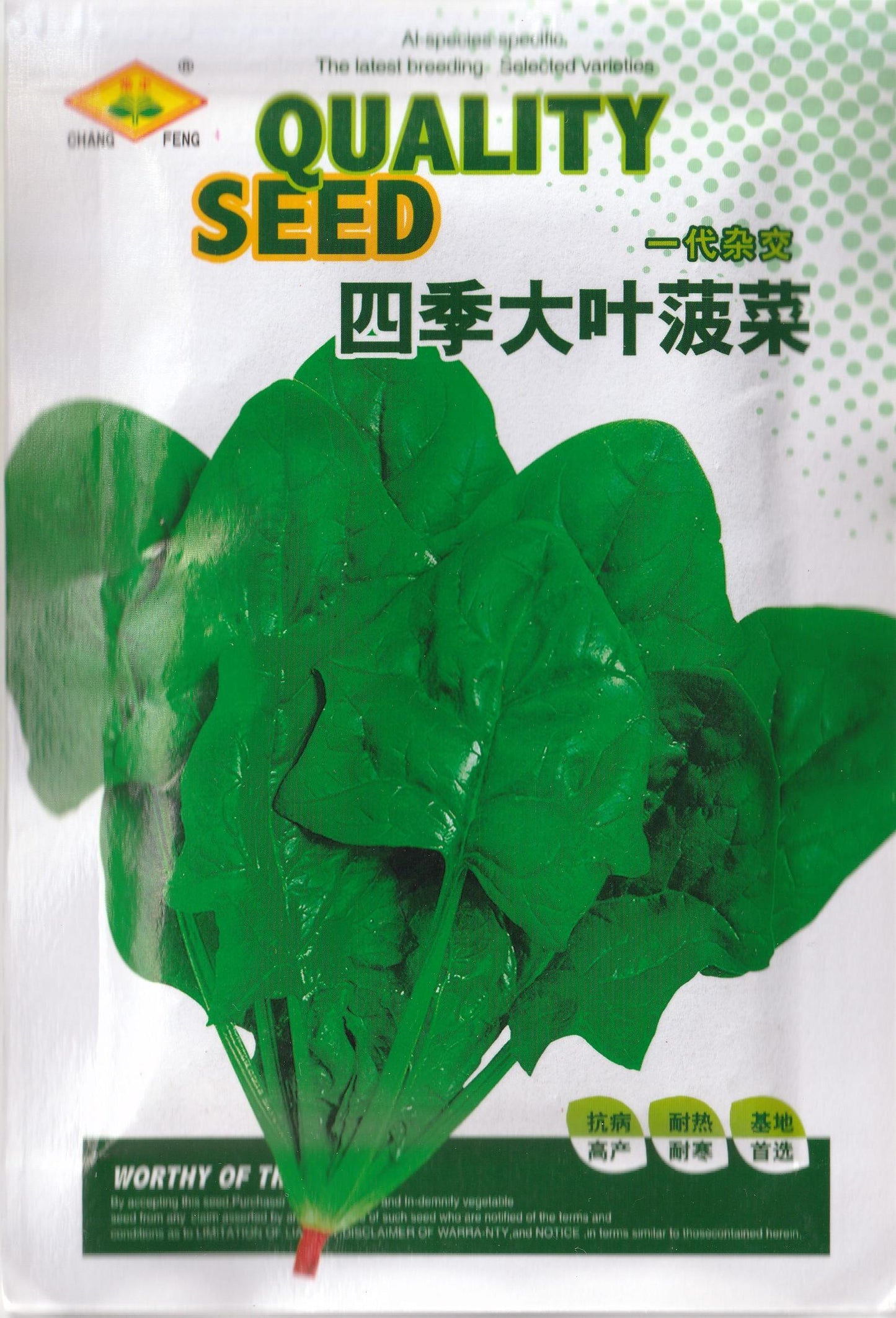 RARE Chinese Savoy Large Leaf Spinach Vegetable Seeds (1000 seeds) - Basic Farm House