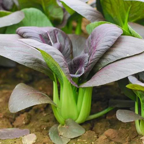Sulit Pack Purple Pechay Pak Choi Vegetable Seeds ( 500 seeds ) - Basic Farm House