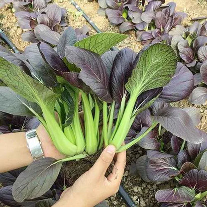 Sulit Pack Purple Pechay Pak Choi Vegetable Seeds ( 500 seeds ) - Basic Farm House