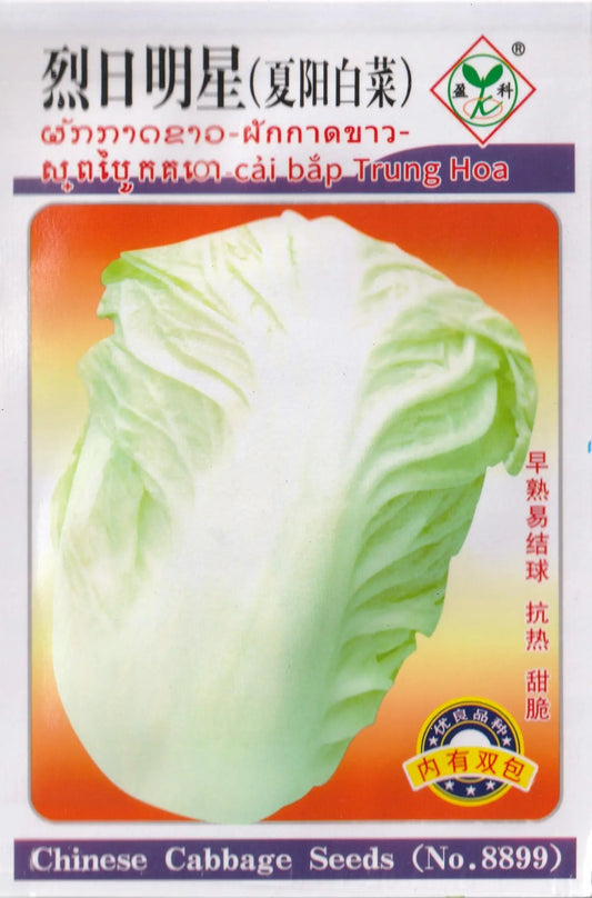 Sun Star Variety Chinese Cabbage / Napa Cabbage / Pechay Baguio Vegetable Seeds (2000 seeds) - Basic Farm House