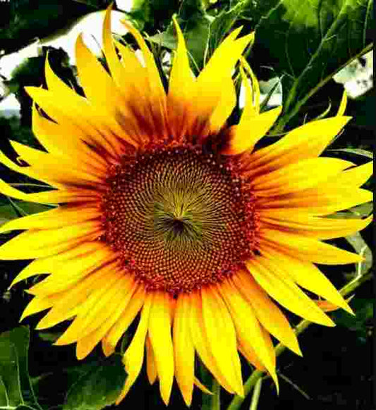 Sunflower Flower Seeds  ( 60 seeds ) - Basic Farm House