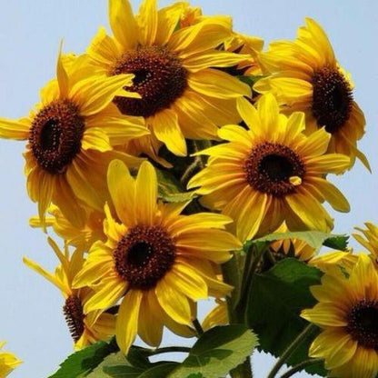 Sunflower Flower Seeds  ( 60 seeds ) - Basic Farm House
