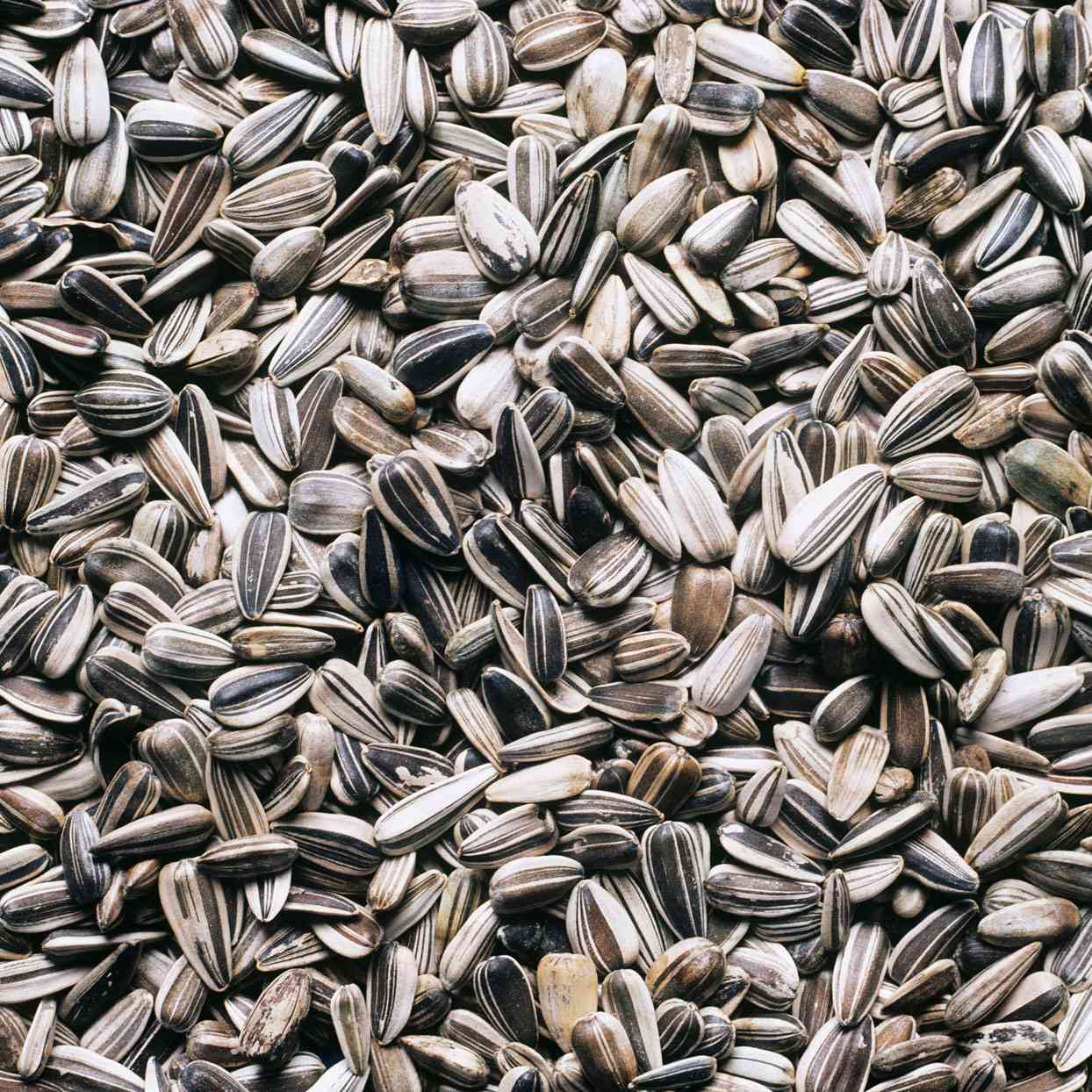 Sunflower Flower Seeds  ( 60 seeds ) - Basic Farm House