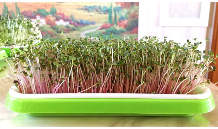 2 Layers with Cover Hydroponics Seed Germination Tray Microgreen Tray Medium Size - Basic Farm House