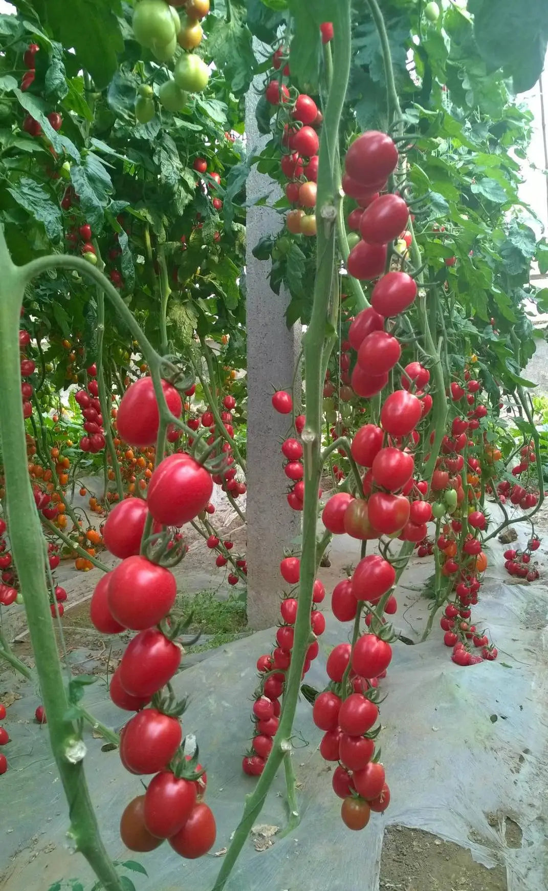Taiwan Cherry Millennial Tomato Vegetable Seeds ( 100 seeds ) - Basic Farm House