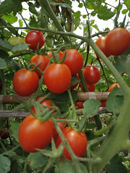 Taiwan Cherry Millennial Tomato Vegetable Seeds ( 100 seeds ) - Basic Farm House