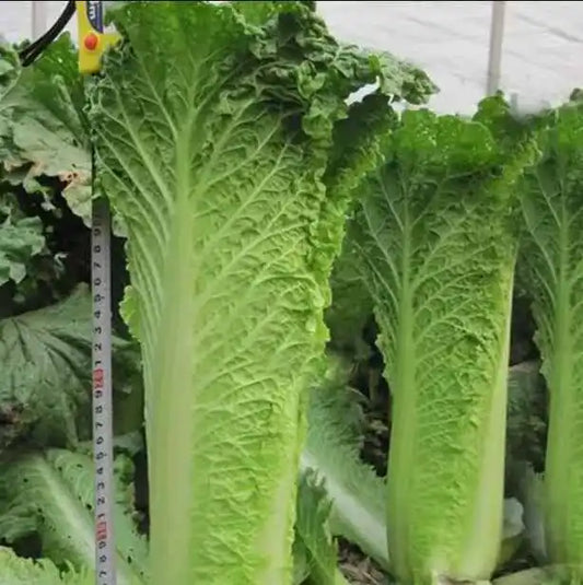 Giant Napa Leaf Cabbage Vegetable Seeds ( 3200 seeds ) - Basic Farm House