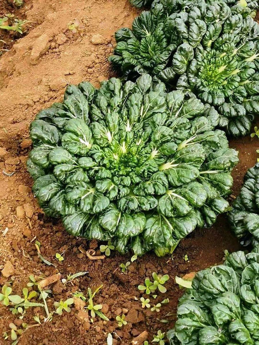 Organic Green Rosette Bok Choy Tatsoi Vegetable Seeds (500 seeds) - Basic Farm House