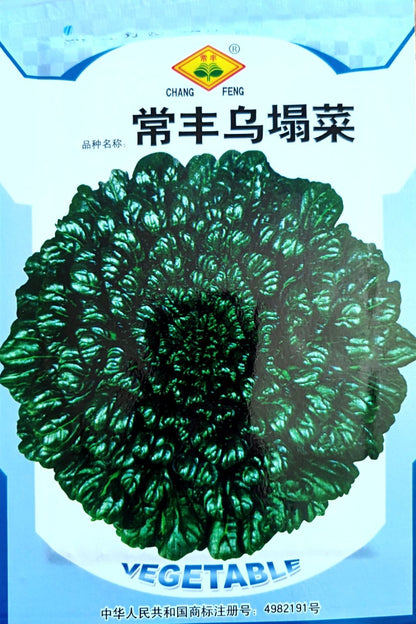 Organic Green Rosette Bok Choy Tatsoi Vegetable Seeds (500 seeds) - Basic Farm House