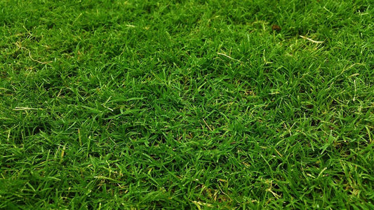 Trial Pack Tifdwarf Hybrid Bermuda Grass Turf for Golf Courses & Sports Fields Grass Seeds 50grams ( 25,000 seeds ) - Basic Farm House