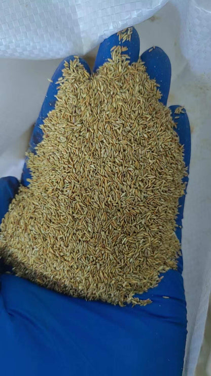 Trial Pack Tifdwarf Hybrid Bermuda Grass Turf for Golf Courses & Sports Fields Grass Seeds 50grams ( 25,000 seeds ) - Basic Farm House