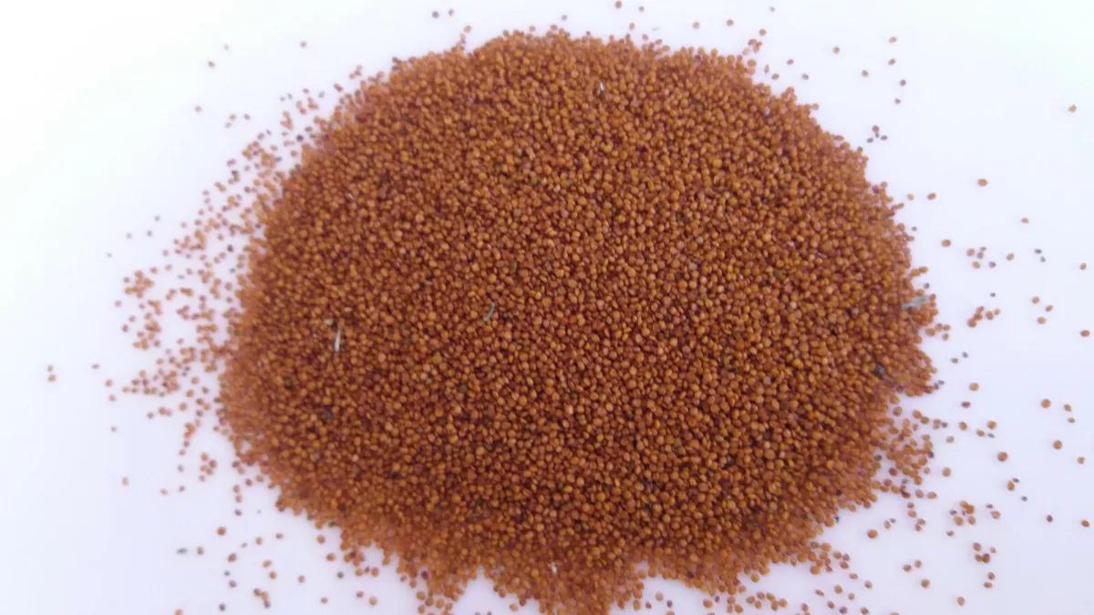 Watercress Herbs Vegetable Seeds (1000 seeds) - Basic Farm House