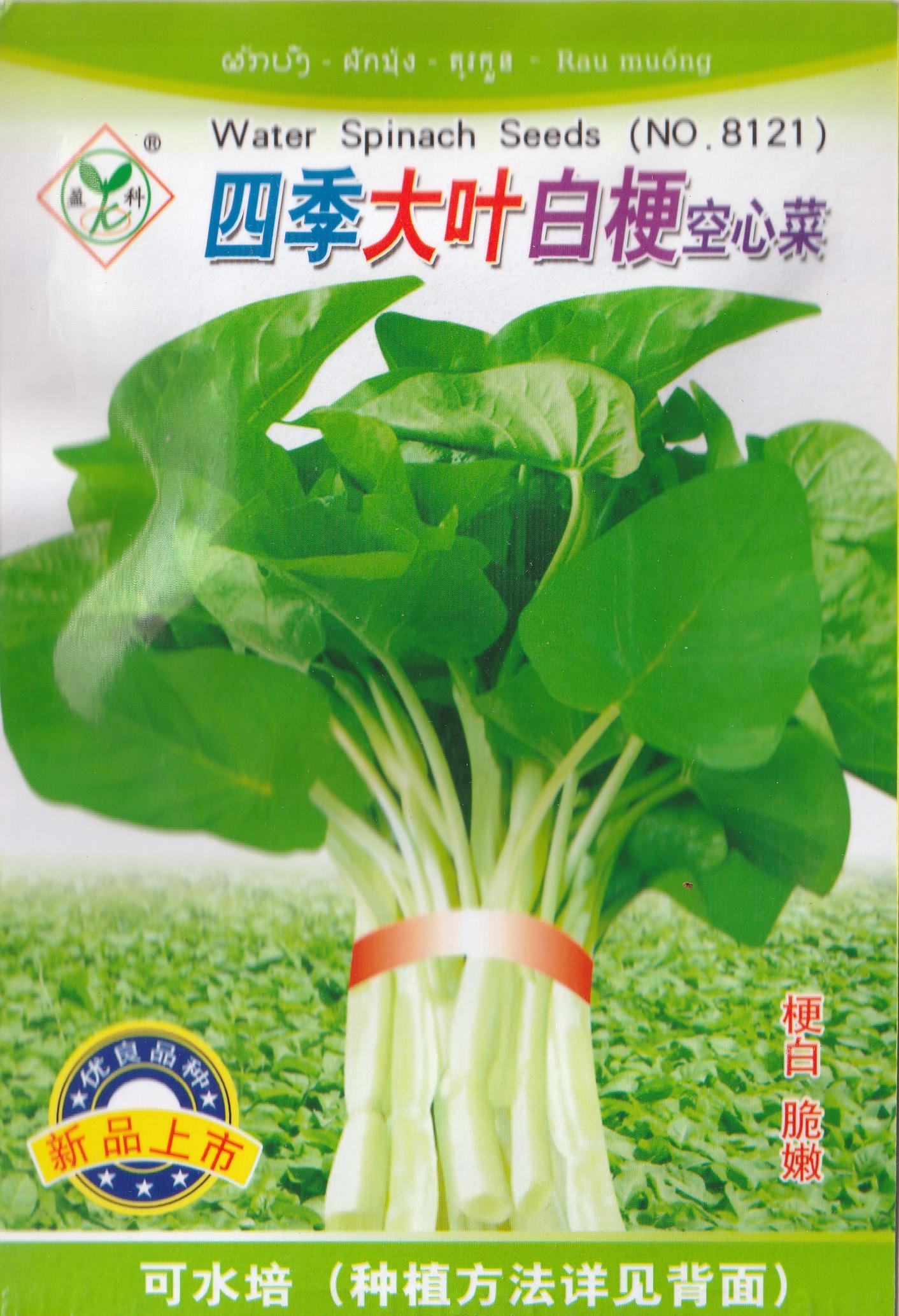 Chinese BIG Leaf Variety White Stem Kangkong Water Spinach Vegetable Seeds (150 seeds)  Basic Farm House