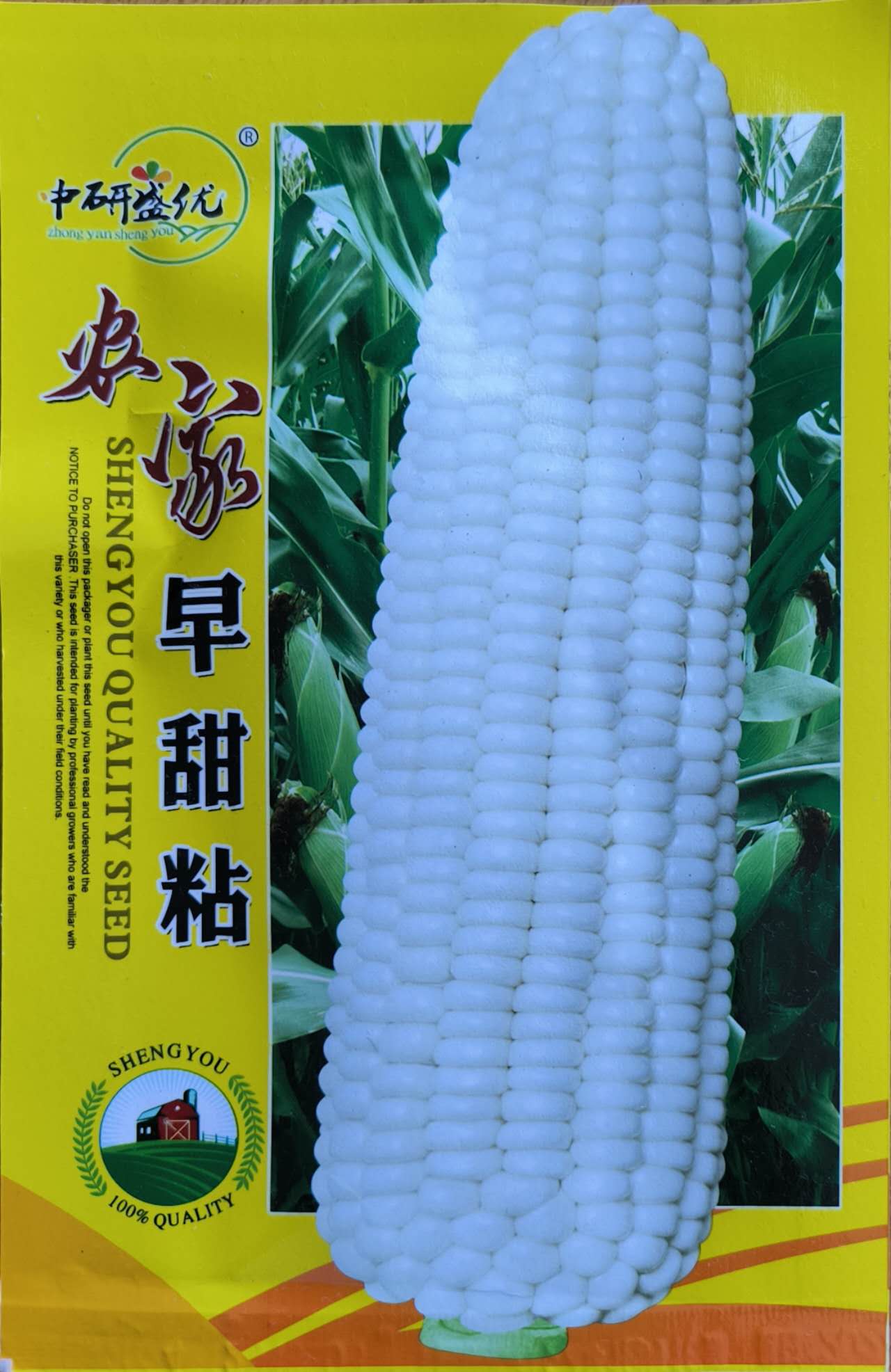 White Sweet Waxy Corn Mais Vegetable Seeds (30 seeds) - Basic Farm House