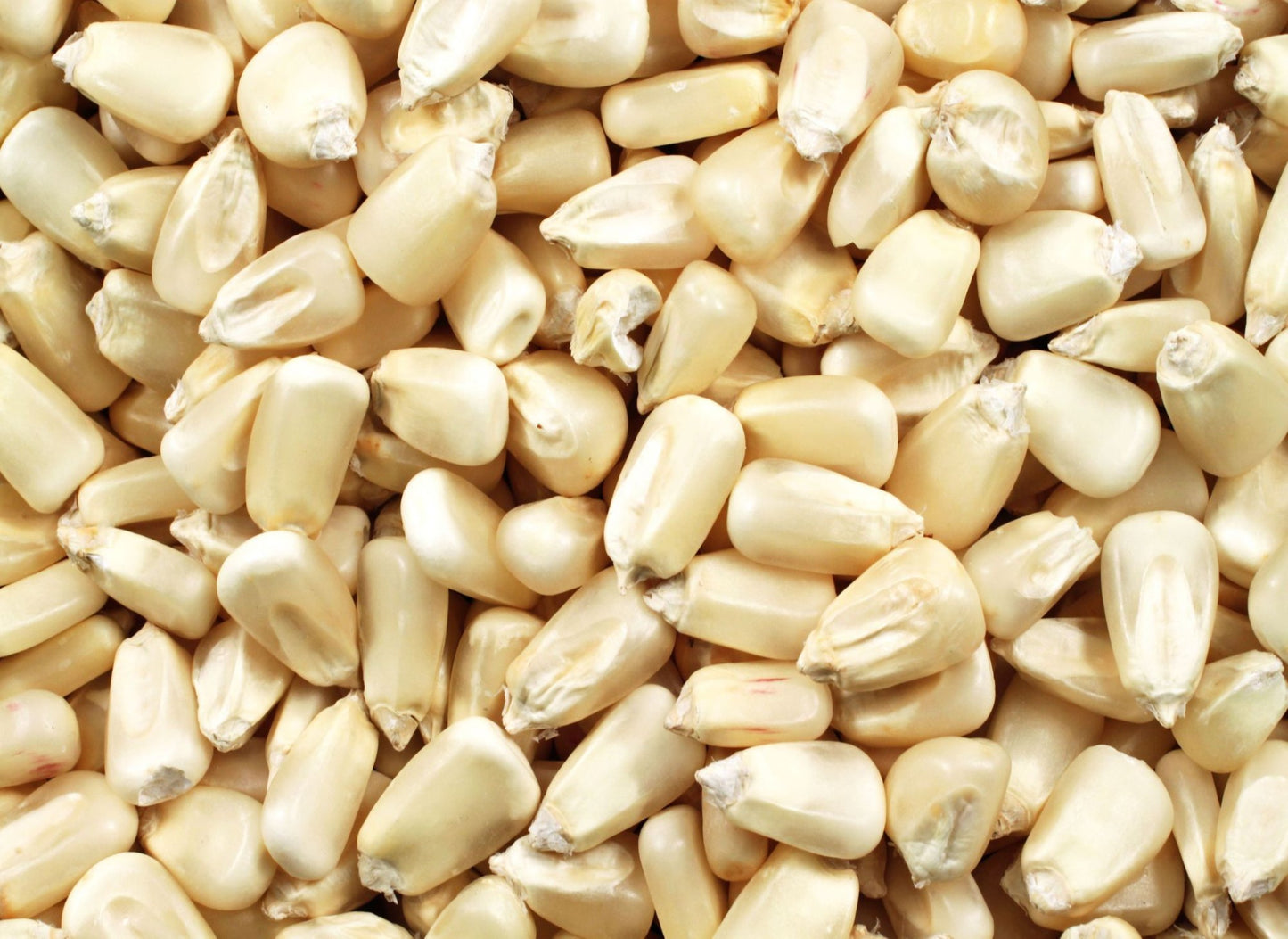 White Sweet Waxy Corn Mais Vegetable Seeds (30 seeds) - Basic Farm House