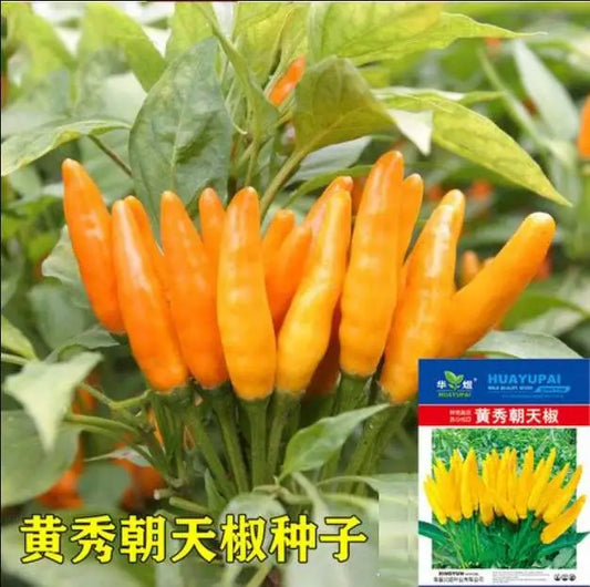 Yellow Chinese Sichuan Facing Heaven Spicy Chili Pepper Vegetable Seeds ( 100 seeds ) - Basic Farm House
