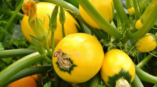 Yellow Mini Round Golden Zucchini  Squash Upo Vegetable Seeds ( 10 seeds ) - Basic Farm House