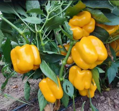 Yellow Sweet Bell Pepper Vegetable Seeds ( 100 seeds ) - Basic Farm House