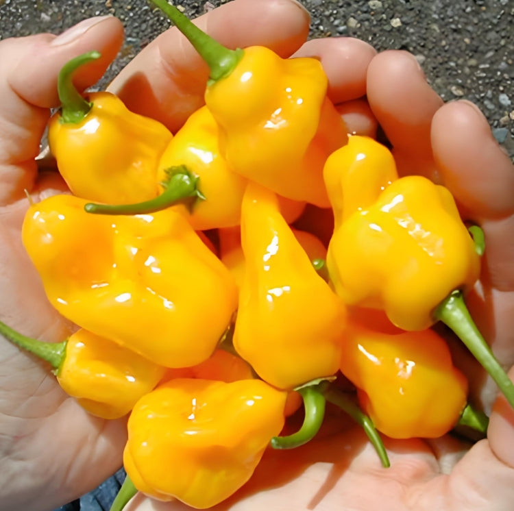 Rainbow Spicy Indian Devil Chili Pepper Seeds ( 50 Seeds ) - Basic Farm House