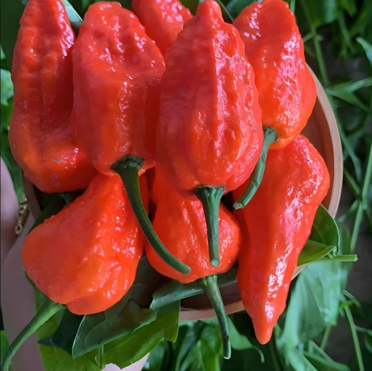 Rainbow Spicy Indian Devil Chili Pepper Seeds ( 50 Seeds ) - Basic Farm House