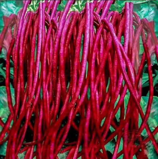 Dwarf Frameless Chinese Long Red Beans Vegetable Seeds (30 seeds) - Basic Farm House