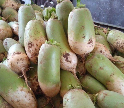 Korean Sweet Crispy Green Water Fruit Radish Labanos Vegetable Seeds (200 seeds) - Basic Farm House