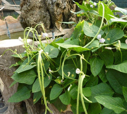 Dwarf Frameless Chinese Long Green Beans Vegetable Seeds ( 30 seeds ) - Basic Farm House