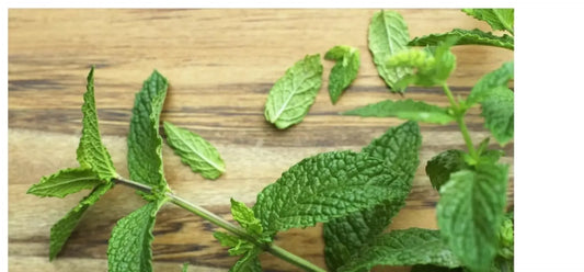Natural Mint Herb Seeds (450 seeds) - Basic Farm House