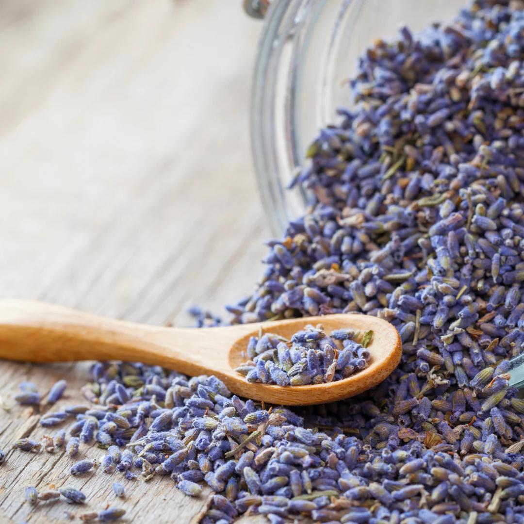 Lavender Mosquito Repellent Plants Seeds (75 seeds) - Basic Farm House