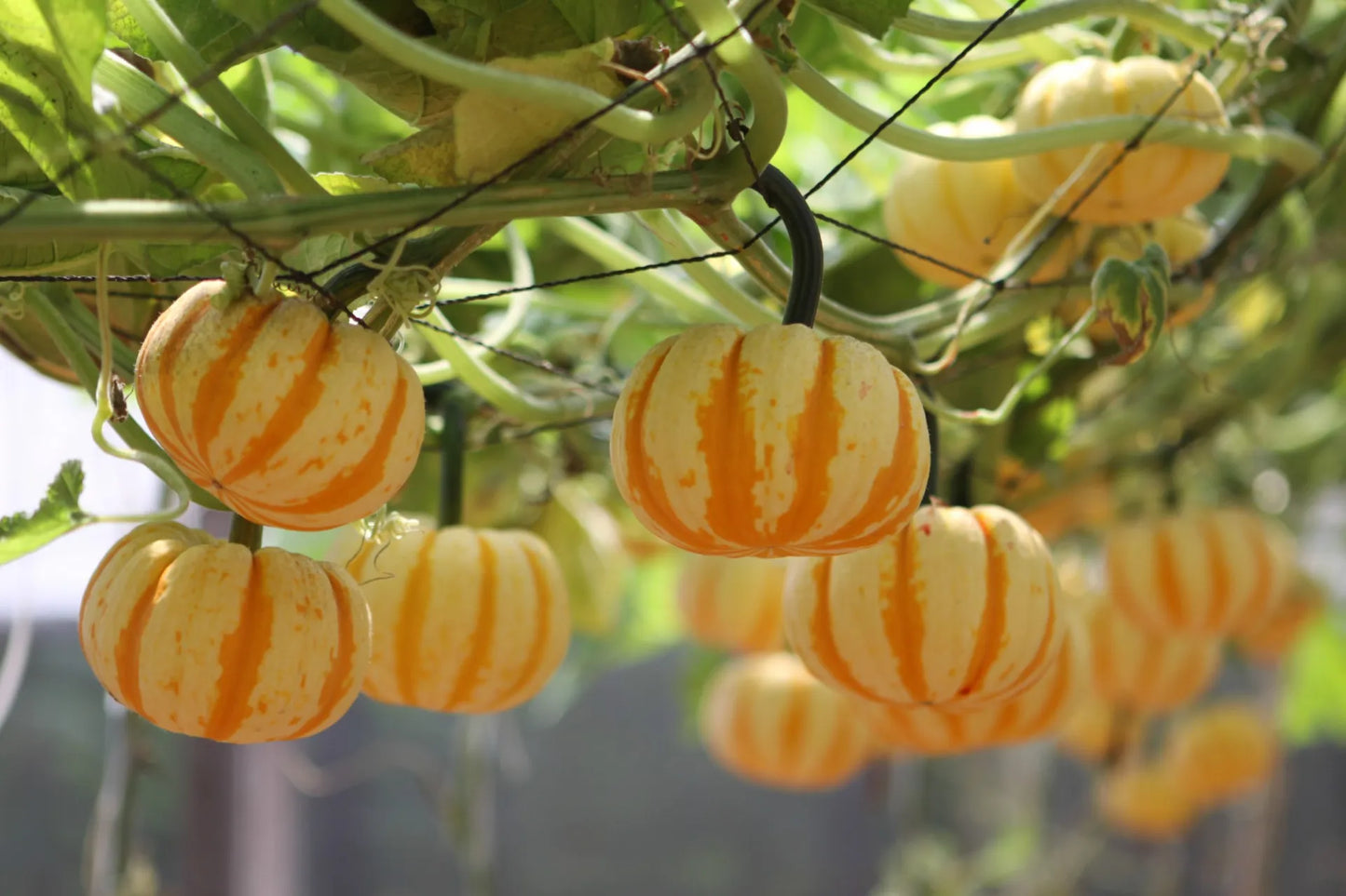 Hybrid Mini Gold Pumpkin Vegetable Seeds ( 5 seeds ) - Basic Farm House