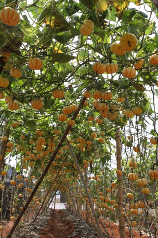 Hybrid Mini Gold Pumpkin Vegetable Seeds ( 5 seeds ) - Basic Farm House