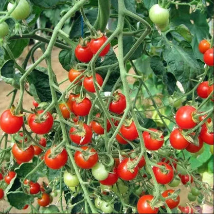 Premium Pack Cherry Millennial Tomato Vegetable Seeds ( 200 seeds ) - Basic Farm House