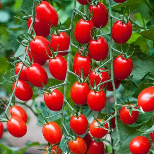 Premium Pack Cherry Millennial Tomato Vegetable Seeds ( 200 seeds ) - Basic Farm House